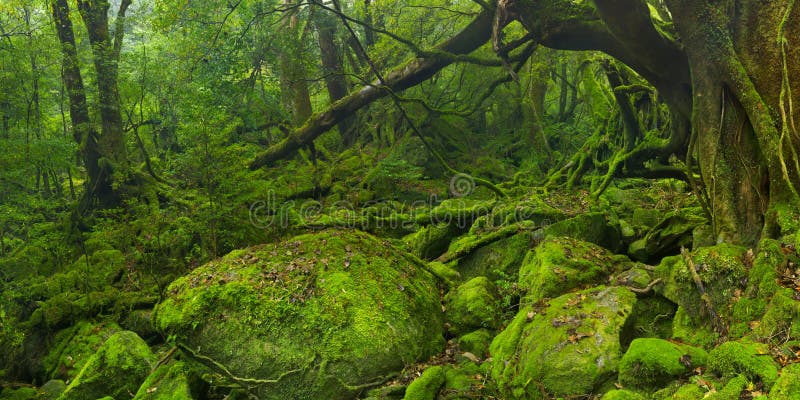 Esuberante foresta pluviale lungo marciapiede () sul meridionale isola da (), Giappone.